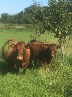 dairy cow