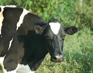 dairy cow