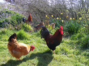 Free range <h2>chickens roaming around dragon willows farm glastonbury